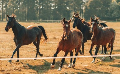 Burvīga izjāde ar zirgu vienai personai – Agates, Katlakalns