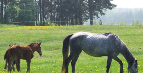 Прогулка на лошади (1 перс., 1ч, Катлакалнс) #3