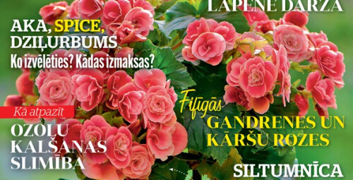 Dāvanu karte žurnāla DĀRZA PASAULE abonementam (6 mēn.) Visa Latvija #1