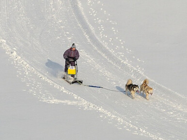 Piedzīvojumu brauciens sniega suņu pajūgā (2 pers./ 3 km.)