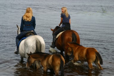 Романтическая прогулка на лошадях вдоль Даугавы (2 перс., 1ч, Катлакалнс) #1