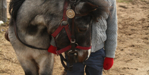 Катание на лошадях для семьи (родители + дети) Ķekavas novads #5
