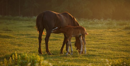 Izjāde ar zirgiem draugu lokā (6 pers.)