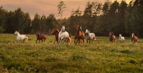 Izjāde ar zirgiem draugu lokā (6 pers.)