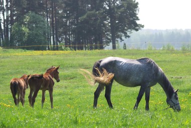 Семейная прогулка на лошадях в парке Jumpravmuiža Bauskas novads #4