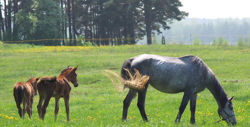 Семейная прогулка на лошадях в парке Jumpravmuiža Bauskas novads #4