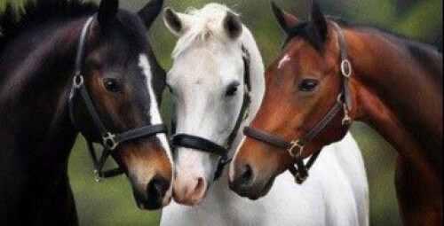 Романтическая прогулка по парку Jumpravmuiža Bauskas novads #4