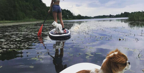 Divu WILD SUP dēļu noma  #2