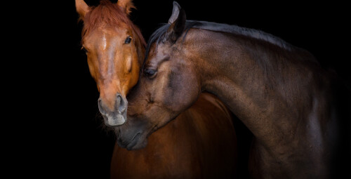 Романтическая конная прогулка в темноте для двоих