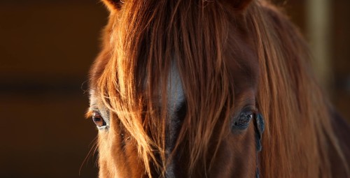 Романтическая конная прогулка в темноте для двоих