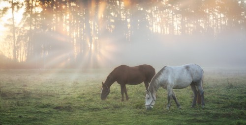 Романтическая конная прогулка в темноте для двоих