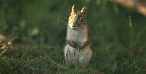 Sigulda ZOO dāvanu karte (1-4 pers.)