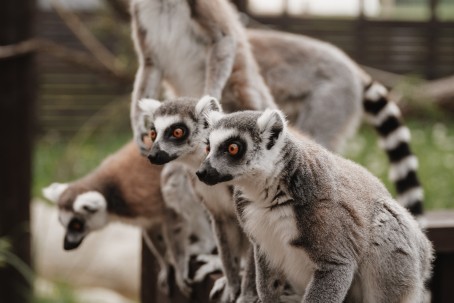 Sigulda ZOO dāvanu karte (1-4 pers.)