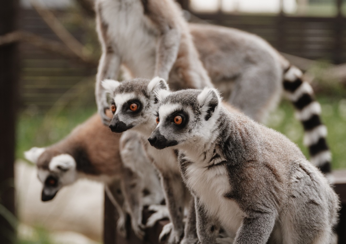 Sigulda ZOO dāvanu karte (1-4 pers.)