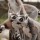 Sigulda ZOO dāvanu karte (1-4 pers.)