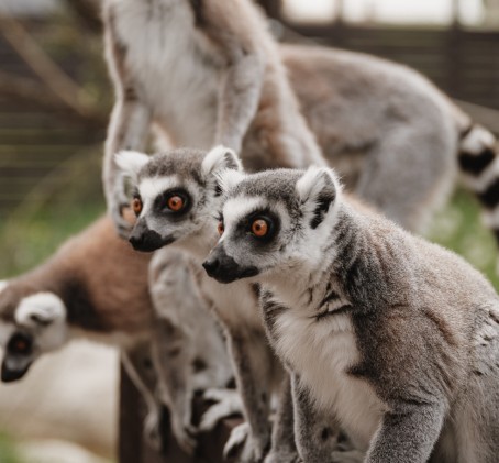 Sigulda ZOO dāvanu karte (1-4 pers.)