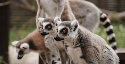 Sigulda ZOO dāvanu karte (1-4 pers.)