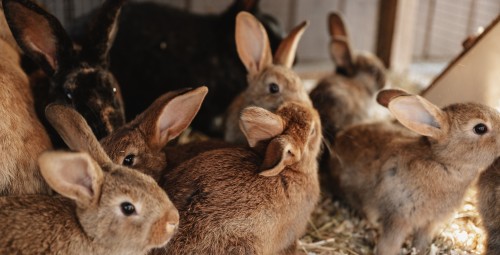 Sigulda ZOO dāvanu karte (1-4 pers.)