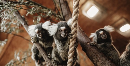 Sigulda ZOO dāvanu karte (1-4 pers.)