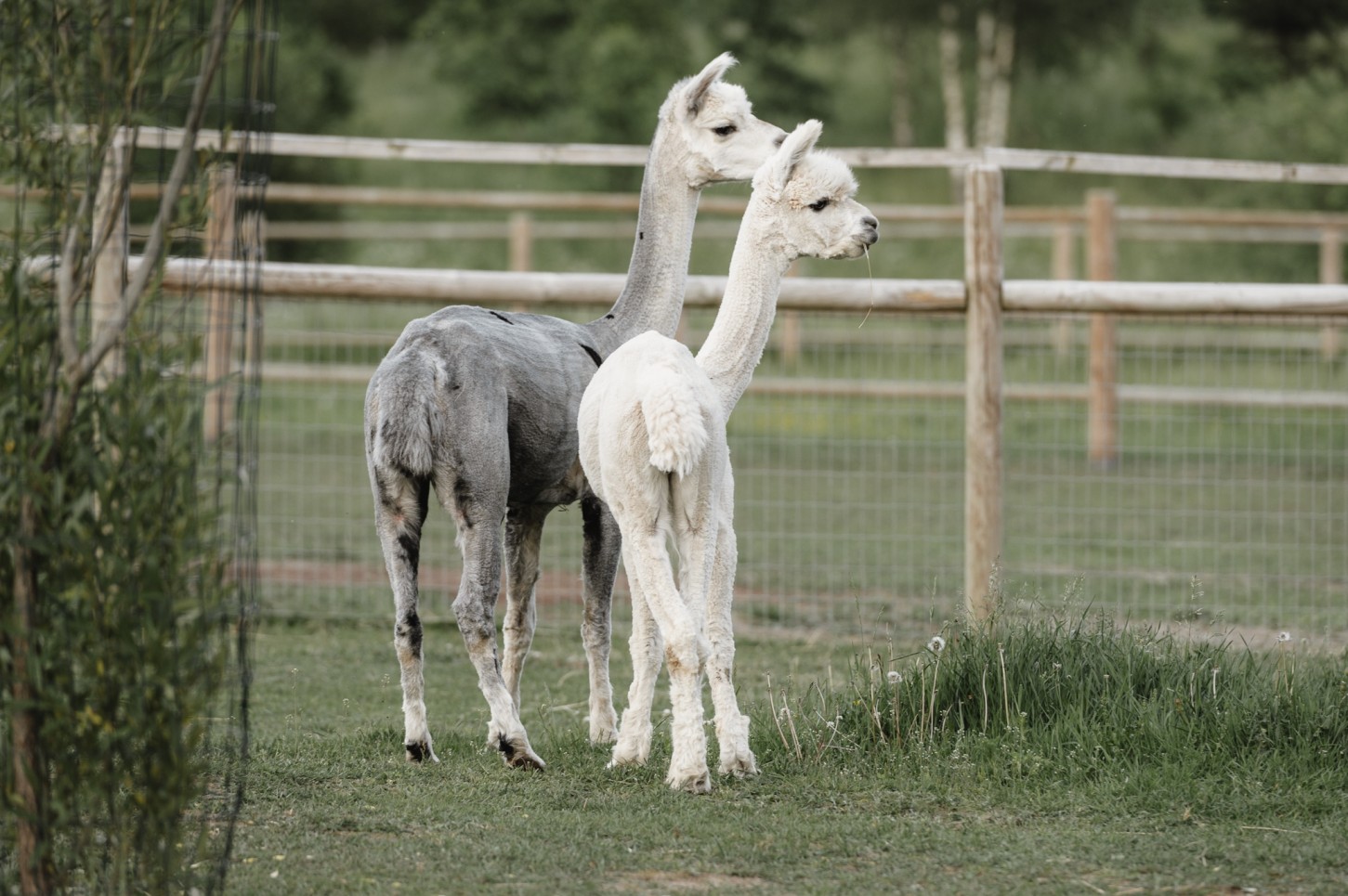 Подарочная карта SIGULDA ZOO (1-4 перс.)