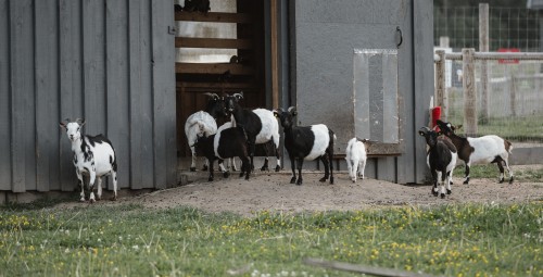 Sigulda ZOO dāvanu karte (1-4 pers.)