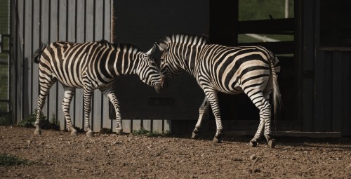 Sigulda ZOO dāvanu karte (1-4 pers.)