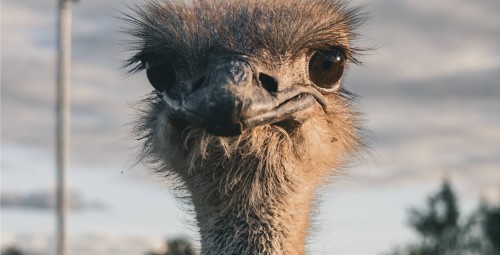Sigulda ZOO dāvanu karte (1-4 pers.)