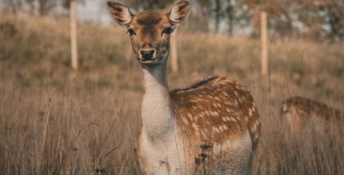 Sigulda ZOO dāvanu karte (1-4 pers.)