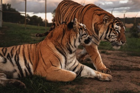 Dāvanu karte Sigulda ZOO apmeklējumam 1–4 personām