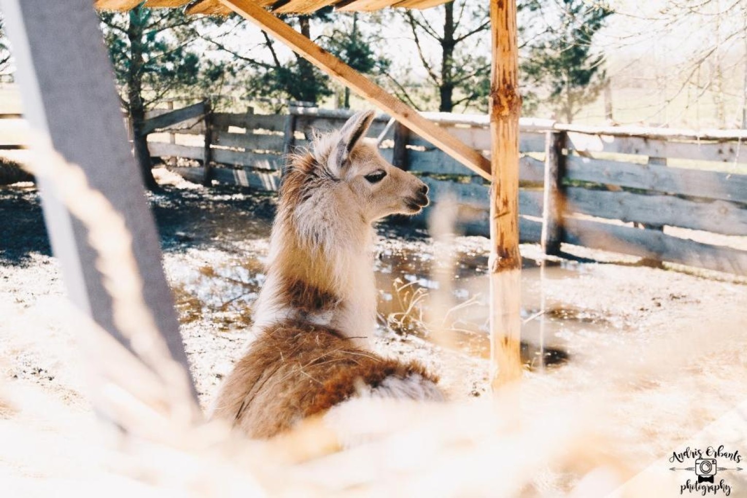 Skaista atpūta pie Ventspils ar Mini Zoo ģimenei (4 pers.)