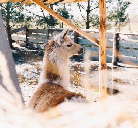 Skaista atpūta pie Ventspils ar Mini Zoo ģimenei (4 pers.)