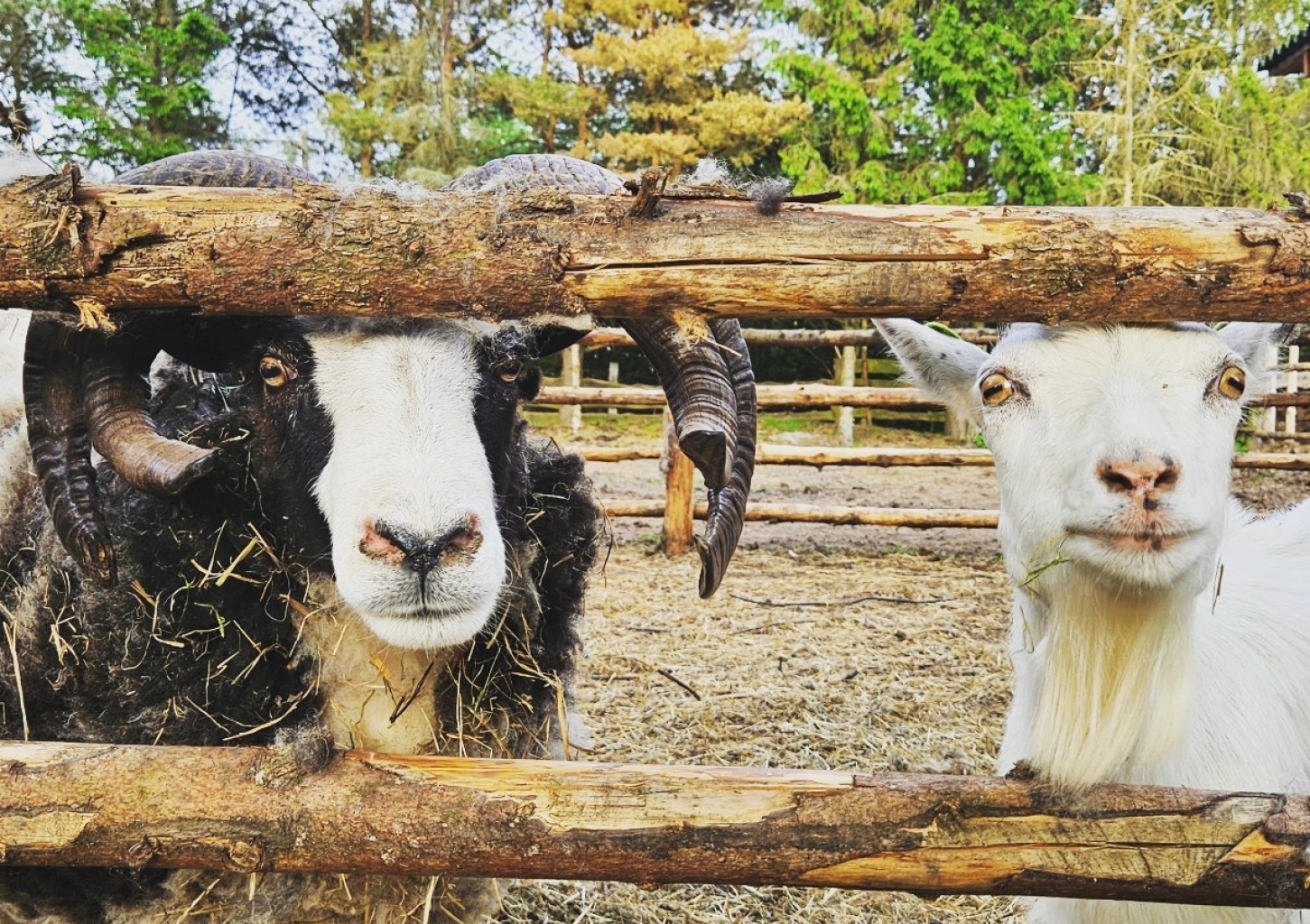 Подарочная карта для отдыха в "Buki" и мини-зоопарке