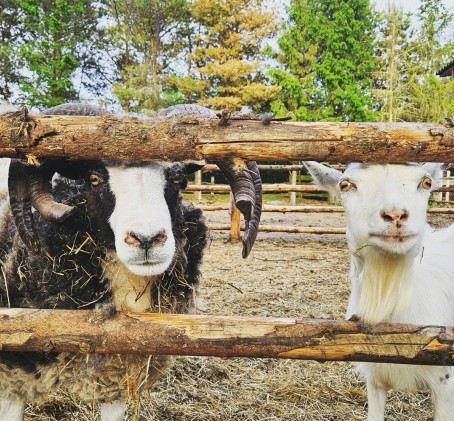 Atpūtas vietas "Buki" un Mini Zoo dāvanu karte