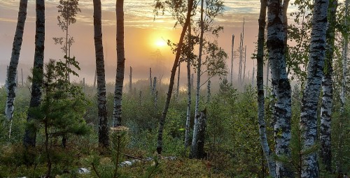 Сплав на восходе или закате солнца на Кемерском болоте (2-3 перс.)