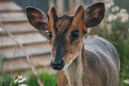 "SIGULDA ZOO" apmeklējums bērnam (3 - 17 g.v.)