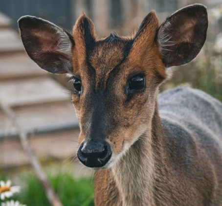 Sigulda ZOO apmeklējums bērnam (3–17 gadi)