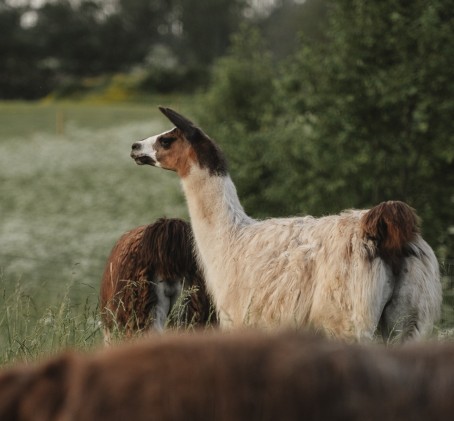 Посещение "SIGULDA ZOO" для взрослого