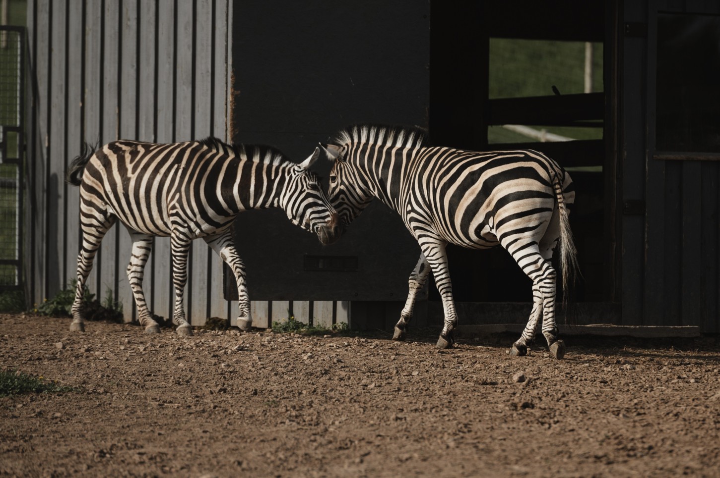 "SIGULDA ZOO" apmeklējums pieaugušajam un bērnam
