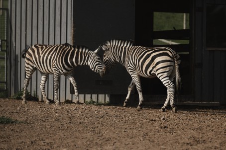 "SIGULDA ZOO" apmeklējums pieaugušajam un bērnam