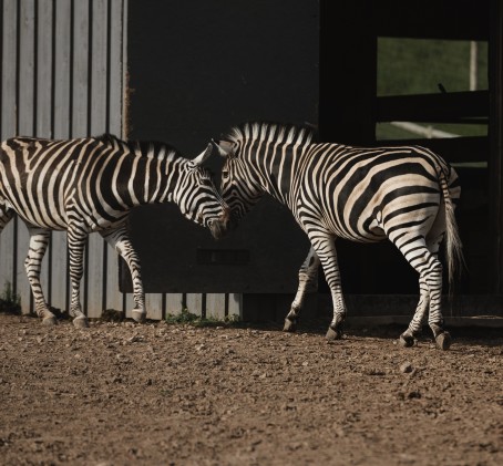 Посещение Sigulda ZOO – взрослый + ребенок