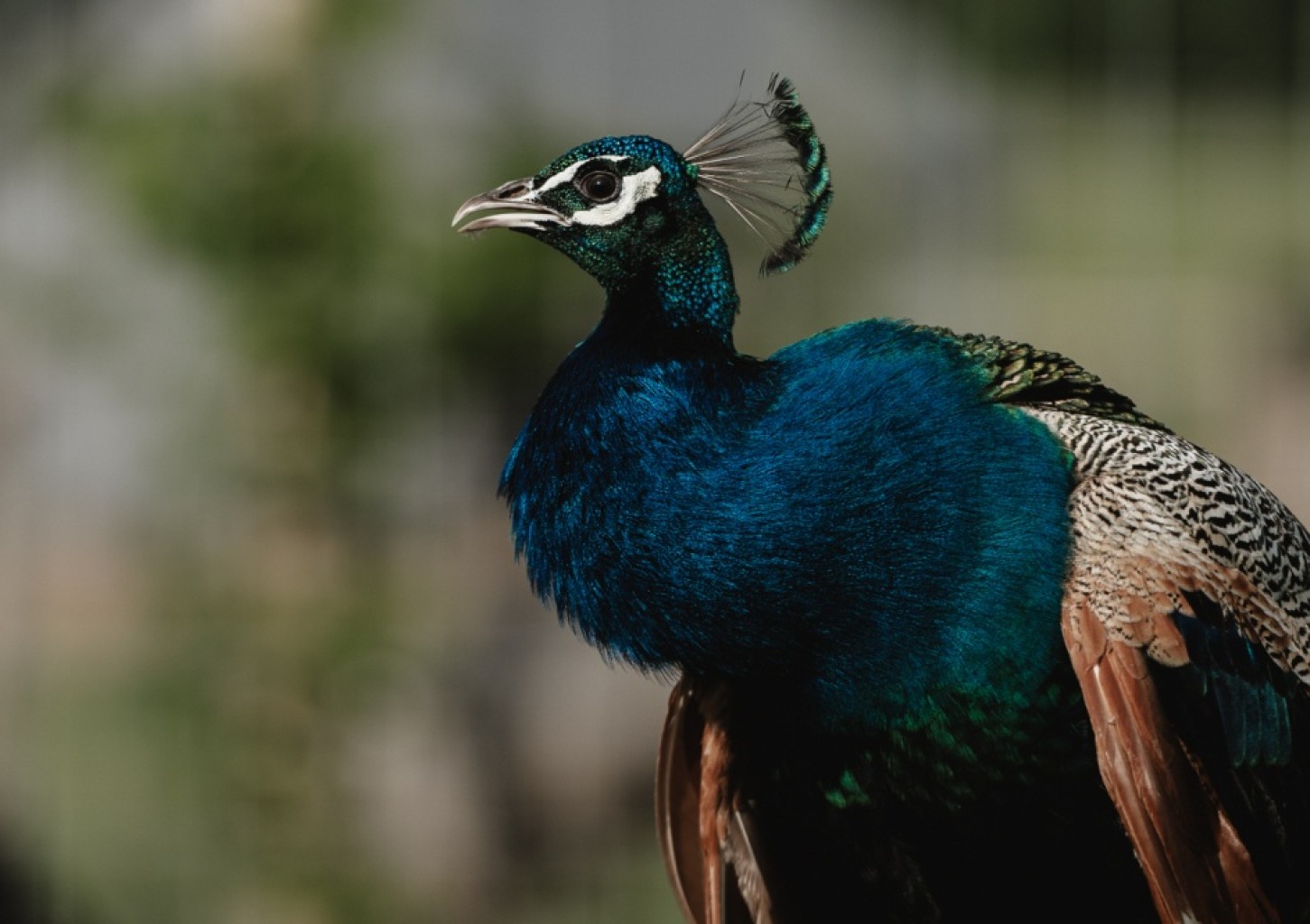 "SIGULDA ZOO" apmeklējums pieaugušajam (2 pers.)