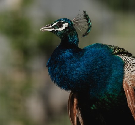 "SIGULDA ZOO" apmeklējums pieaugušajam (2 pers.)