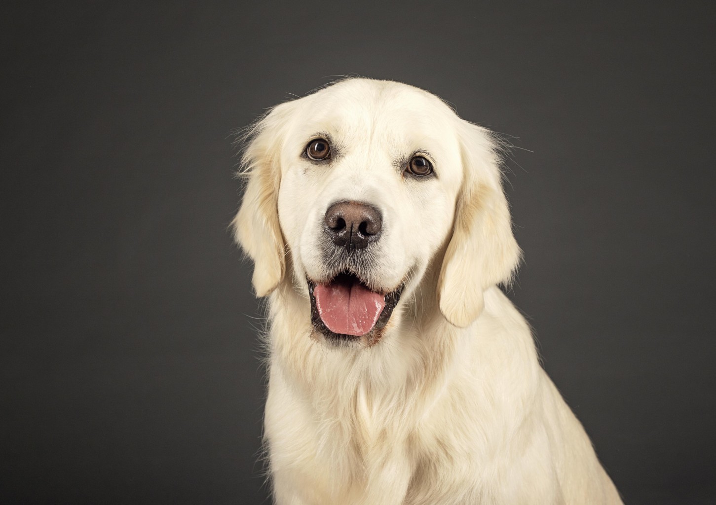 Увлекательный праздник с золотистым ретривером