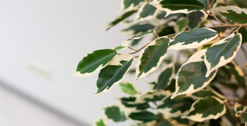 Klasiskā muguras masāža L SANTE salonā (5 seansi)