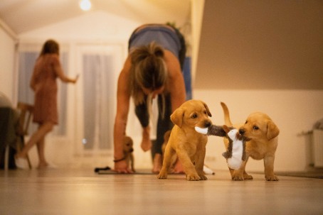Йога с щенками в студии FELLINE (2 перс.)