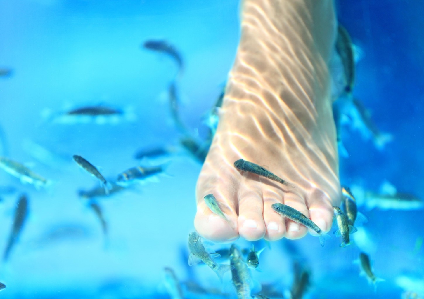 Ознакомительная процедура с рыбками Гарра Руфа (15 мин.)