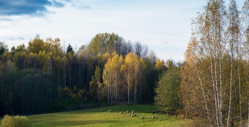 Eko brīvdienas pie ezera viesu sētā