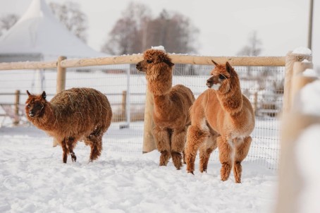 Подарочная карта SIGULDA ZOO (1-4 перс.)