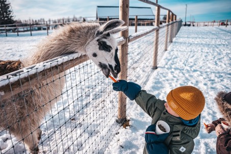 Посещение "SIGULDA ZOO" для семьи