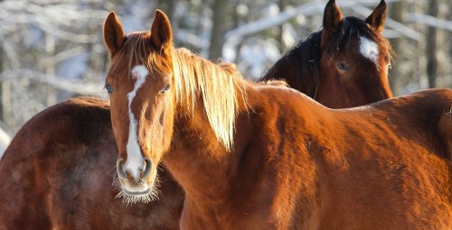 Rāma pastaiga zirga mugurā Pierīgā vienam